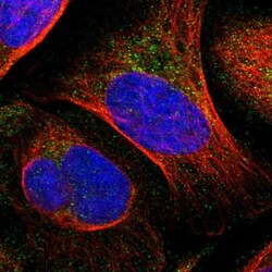 ARMC7 Antibody, Novus Biologicals:Antibodies:Primary Antibodies